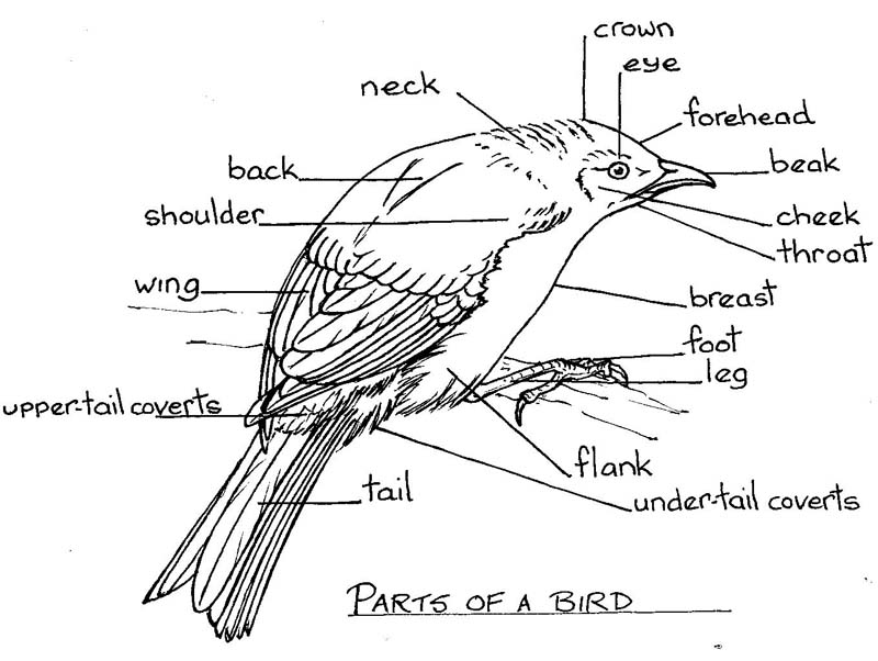 Copy of parts of birds.jpg